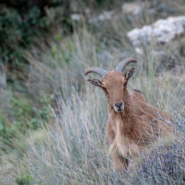 Sierra Espuña en de manenschapen