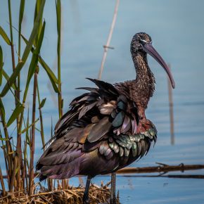 El Hondo en de glossy ibis