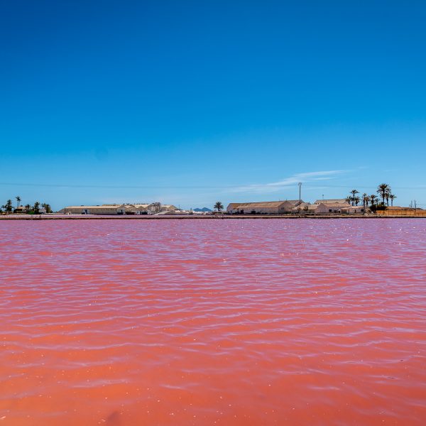 De bijeneter en Salinas de San Pedro