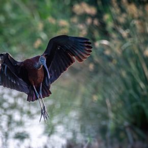 El Hondo en de Glossyibis