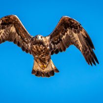 Steenarend in de achtertuin