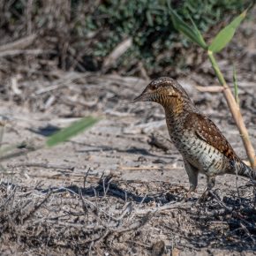 Draaihals in El Hondo Torcecuello en el hondo