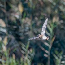 El Hondo de watersnip en glossy ibis