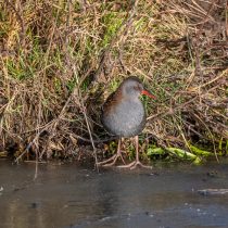 Waterral en de Putter