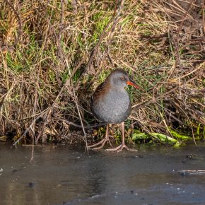 Waterral en de Putter