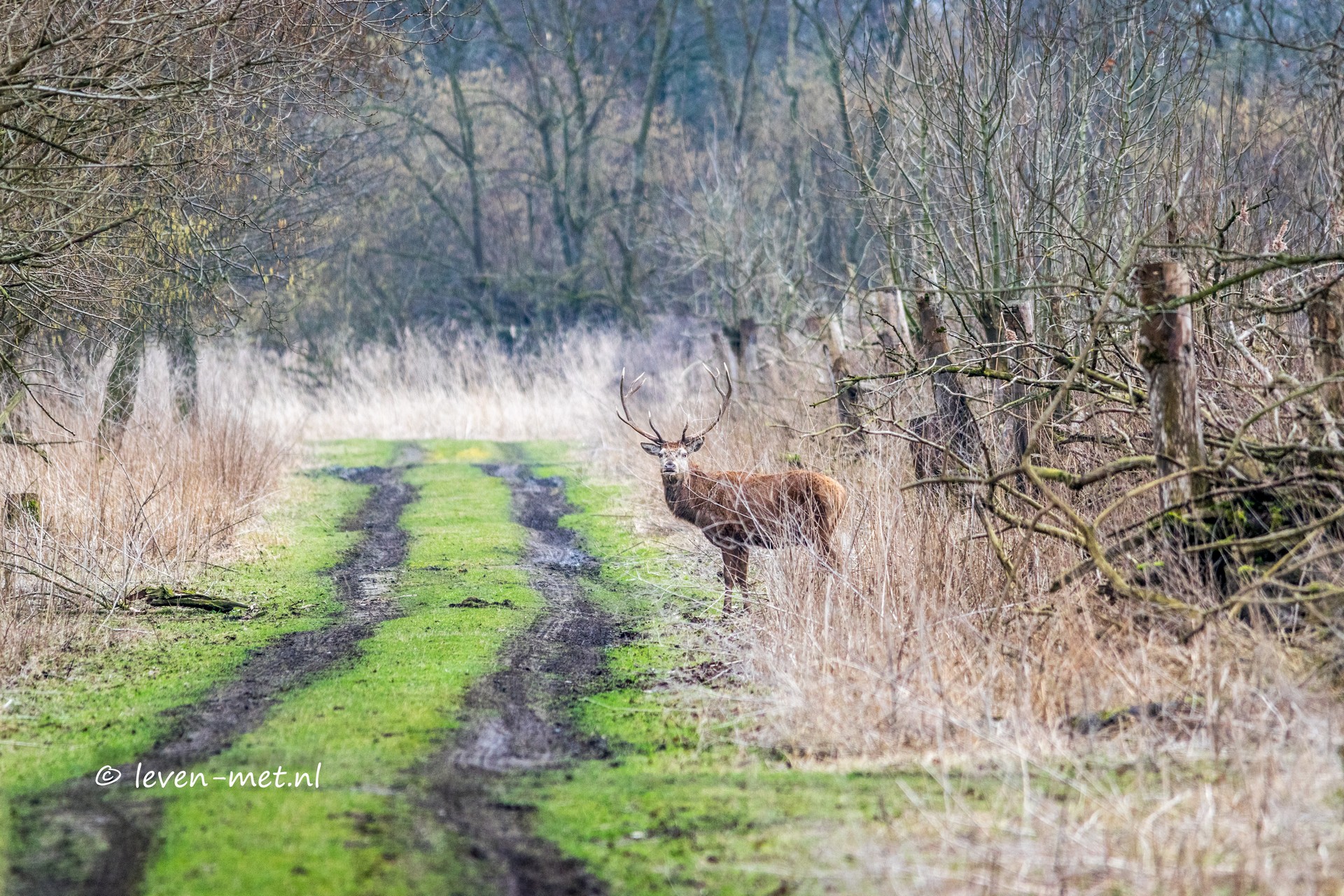 Edelhert van slag Oostvaardersplassen