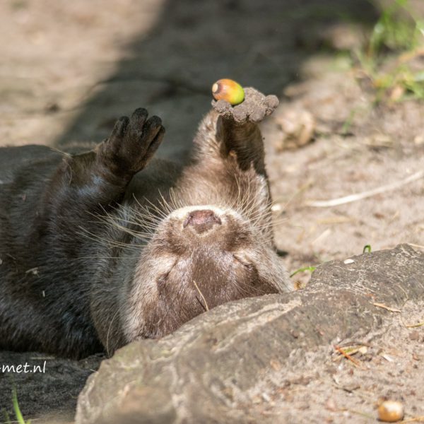Dierenpark Amersfoort