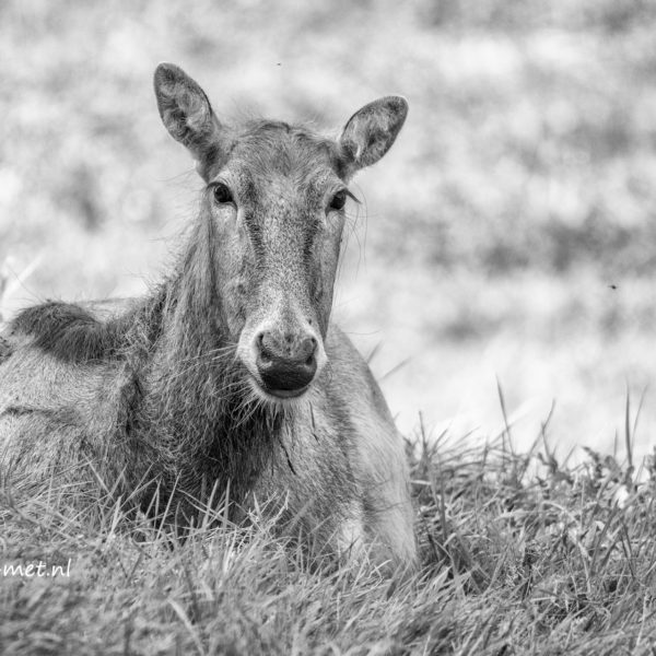 Natuurpark Lelystad rondje 22 Aug 2017