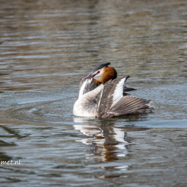 Lepelaarplassen en de Admiraal zeilen