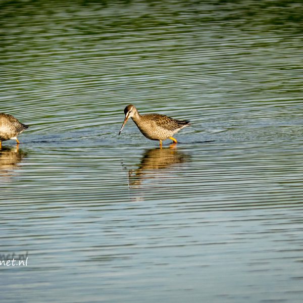Oostvaardersveld en zijn steltlopers