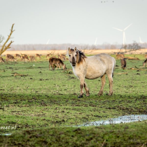 Konikpaarden Oostvaardersplassen