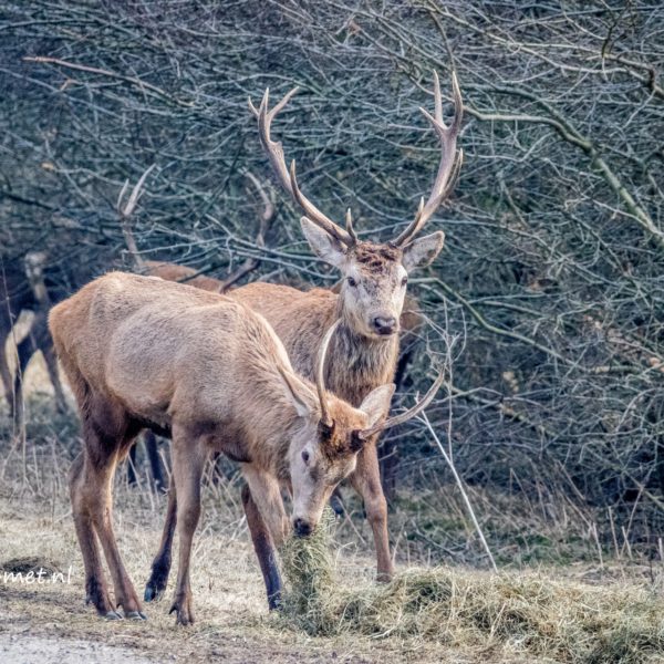 Oostvaardersplassen wat een actie