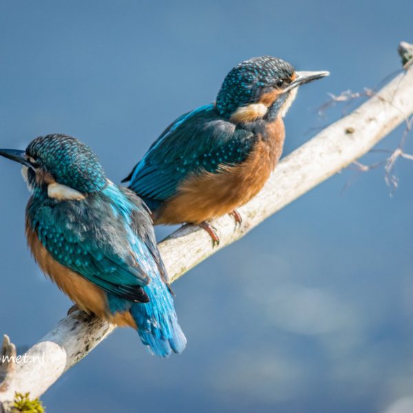 Ijsvogel & mensen Oostvaardersveld