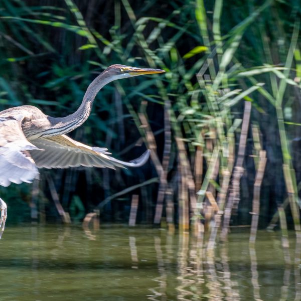 Purperreiger & Lepelaar bij de Lepelaarplassen