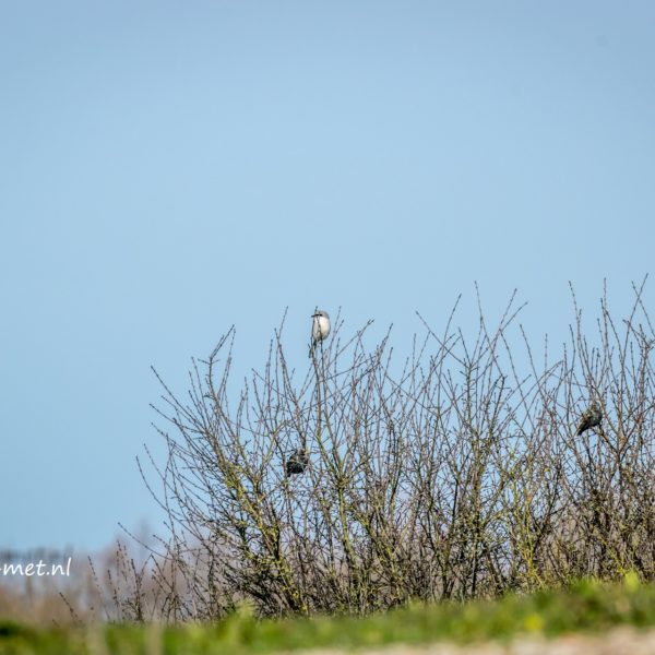 Oostvaardersveld opzoek naar de klapekster