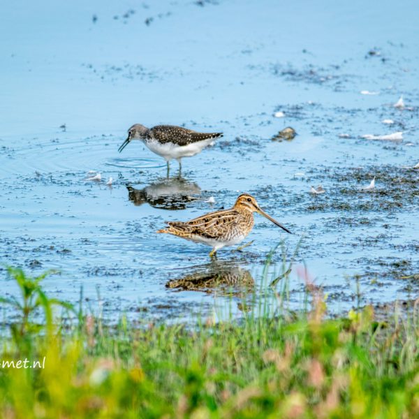 Watersnip Oostvaardersveld