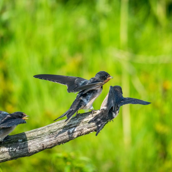 Oostvaardersveld & Straaljagers