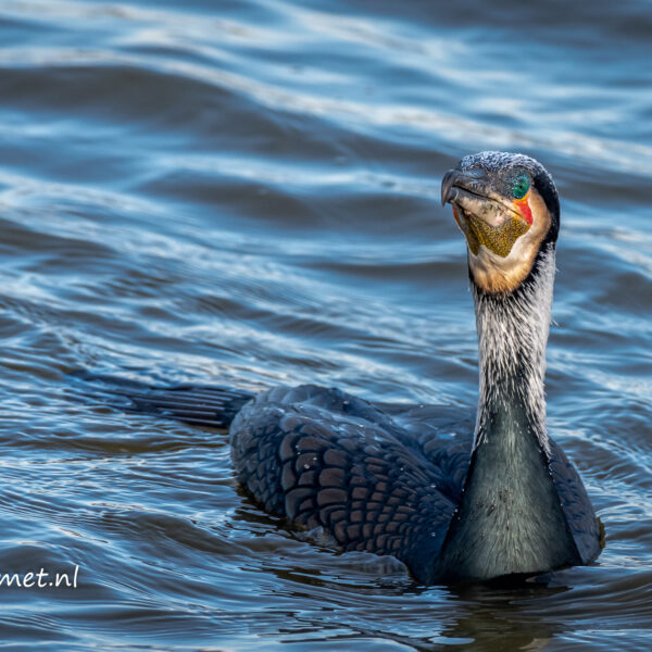 Aalscholver in bruidskleed