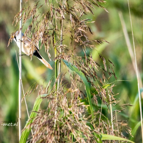 Baardman & tapuit Oostvaardersplassen