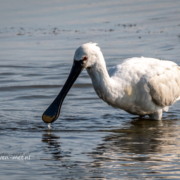 Oostvaardersveld en de Lepelaar