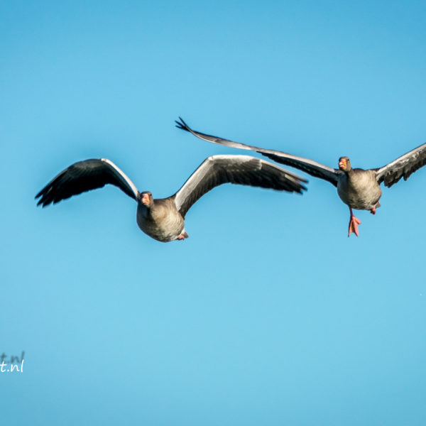 Ganzen in het Oostvaardersveld