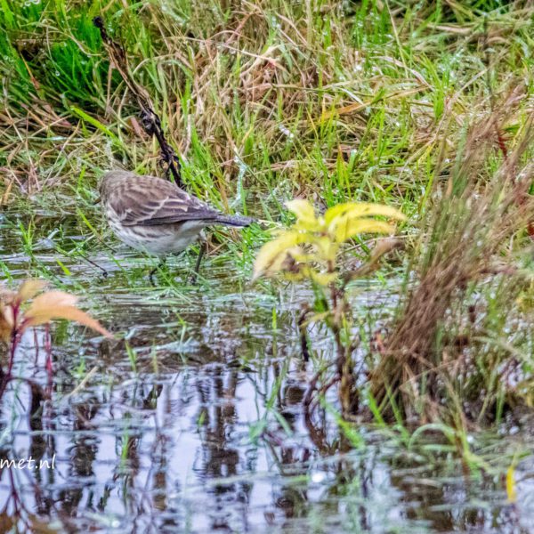 Oeverloperhut & waterpieper