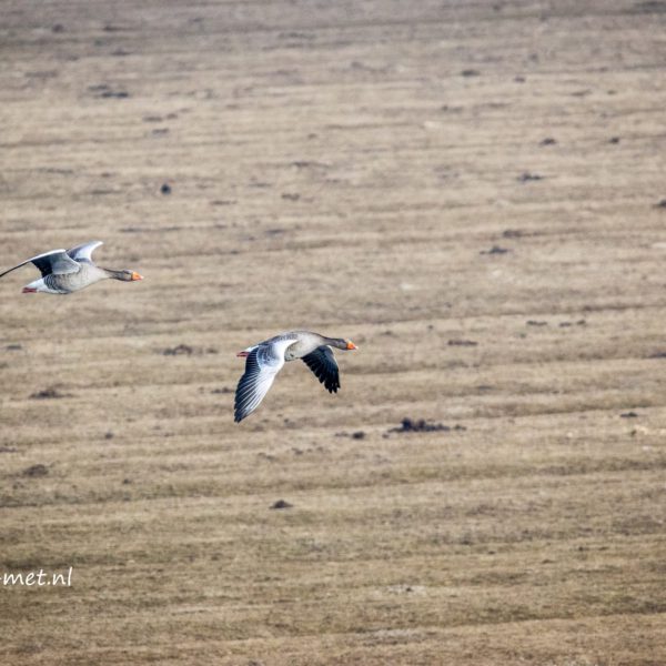 Oostvaardersplassen & Ganzen