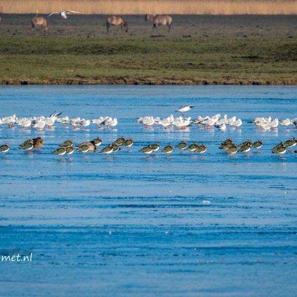 Oostvaardersplassen & Marathonschaatsers