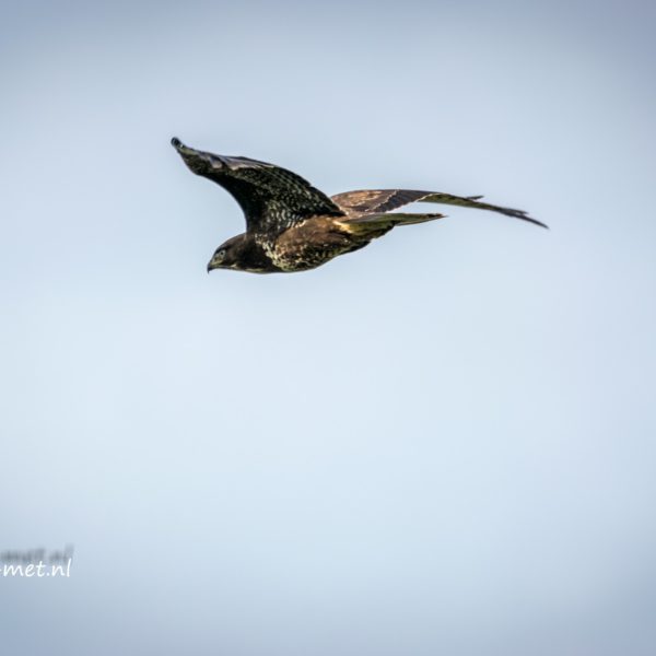Buizerd in de Oostvaardersplassen