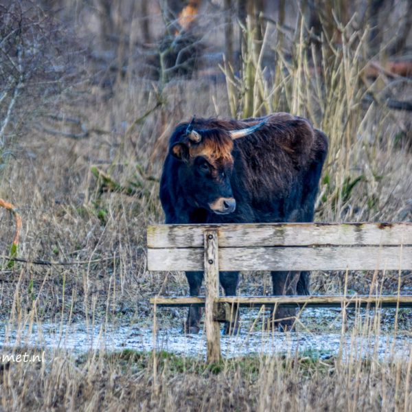 Kotterbos heckrund en het bankje