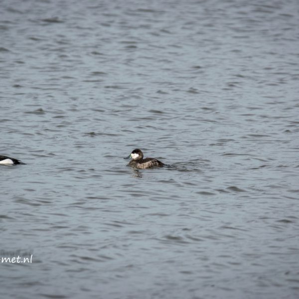 Oostvaardersplassen Lepelaarplassen en de rosse stekelstaart