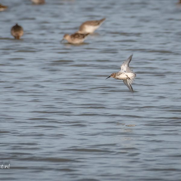 De bonte strandloper