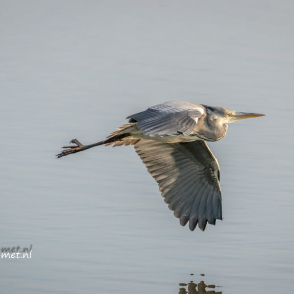Een blauwtje vliegen