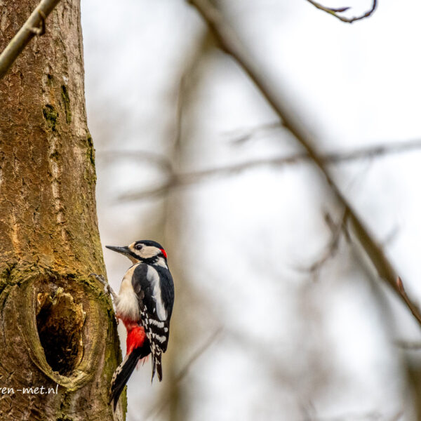 Grote bonte Specht