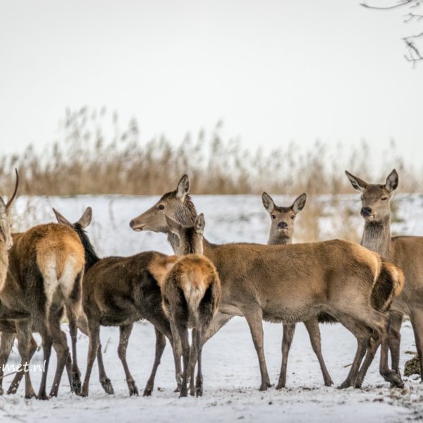 Oostvaardersbos en de roedel edelherten