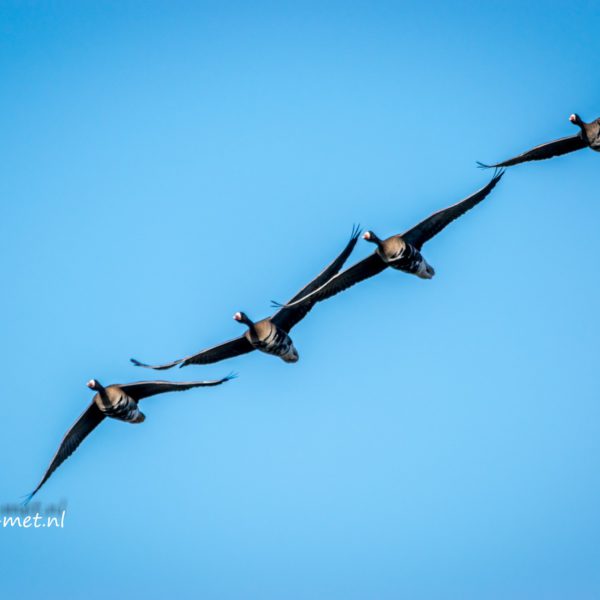 Kolgans Oostvaardersplassen