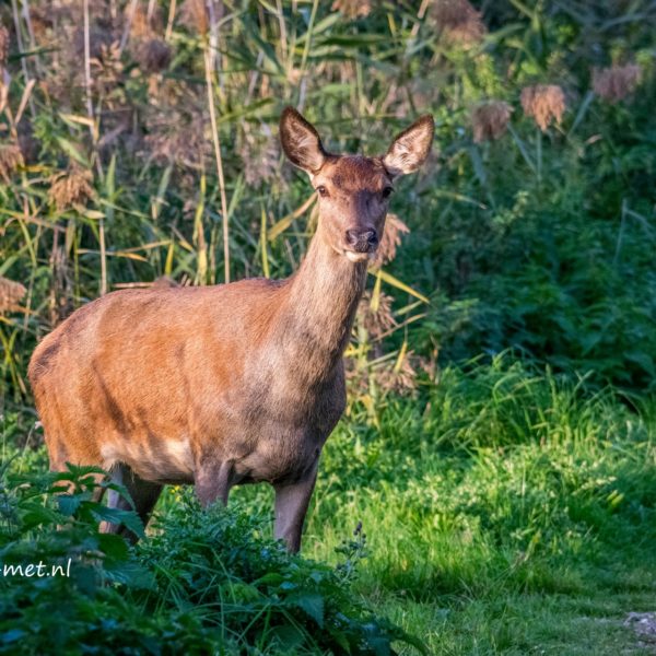 Niets is wat het lijkt