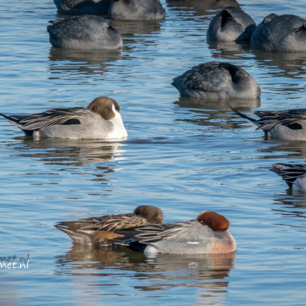 Lepelaarplassen en de pijlstaart