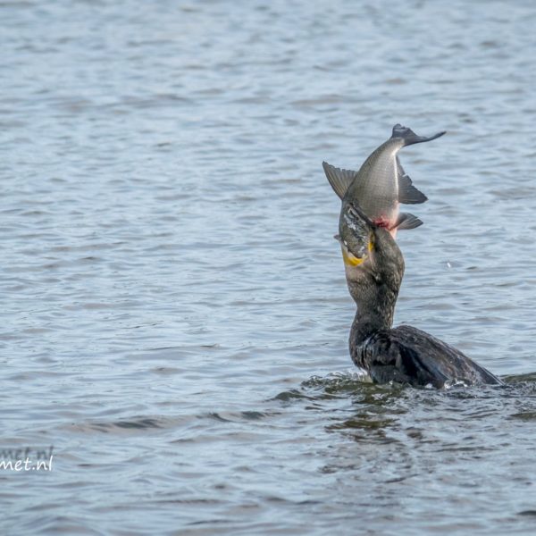 Vissers van het oostvaardersveld