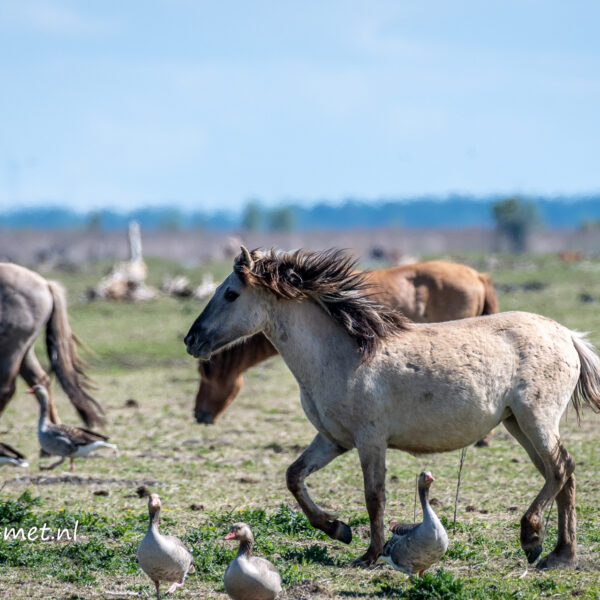 Konikpaarden bij het Fransverapad
