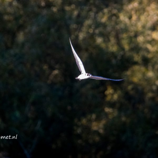 Lepelaarhut wat een ochtend