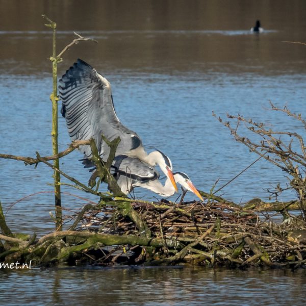 Lepelaarplassen en de parende reigers