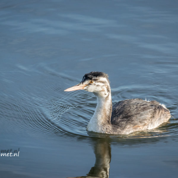 Oostvaardersveld en inheems soort oostvaardersplassen