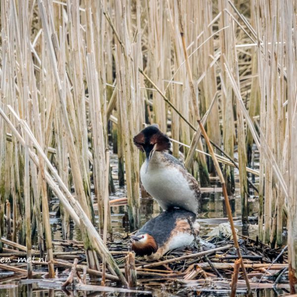 Lepelaarplassen en de parende futen